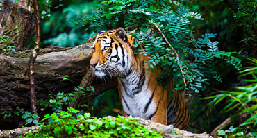 Serengeti Balloon Safari