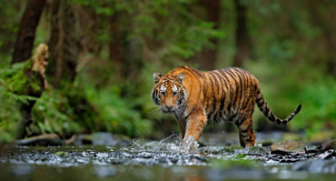Okavango Delta Safari