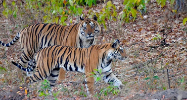 Okavango Delta Safari