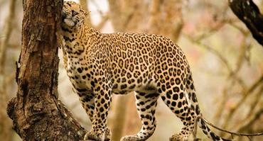Okavango Delta Safari